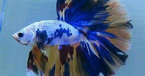 Some Gorgeous Bettas Album On Imgur