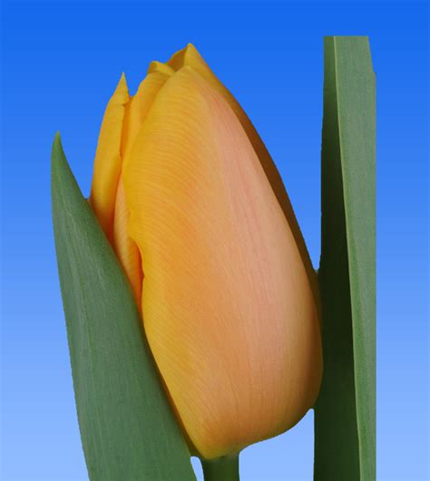 Tulp Dutch Pride Borst Bloembollen