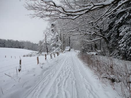 Bildet tre vinter frost vær årstid snøstorm frysing geologisk