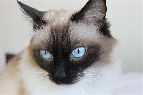 Close Up Photo Of Himalayan Cat Free Image Peakpx