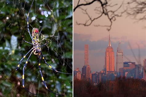 Will Huge Parachuting Joro Spiders Invade New York City