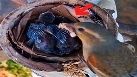 Bird House Sparrow Brings Crickets To Feed Baby Food Birds YouTube