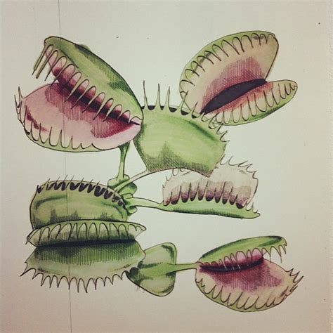 Diagram Of Venus Fly Trap Plant