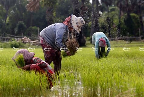 Farmers Struggle To Repay Debt As Pandemic Wreaks Havoc On Agricultural Costs Camboja News