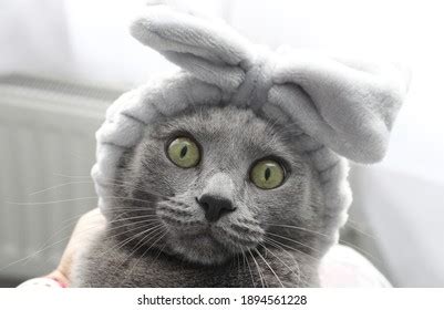 4,039 Funny Cat Phone Images, Stock Photos & Vectors | Shutterstock