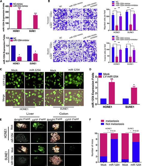 Mir 1254 Induced By Nesg1 Inactivates Hdgfddx5 Stimulated Nuclear