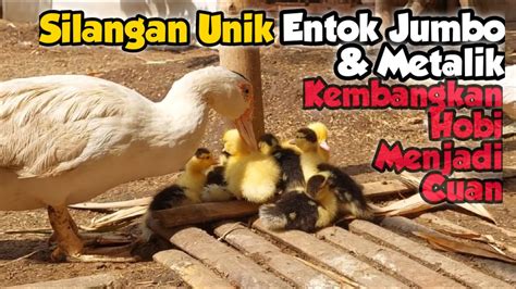 TERNAK ENTOK SILANGAN JUMBO METALIK USAHA SAMPINGAN MENGUNTUNGKAN