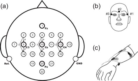 A Placement Of The 22 Eeg And B The 3 Eog Electrodes For Both The