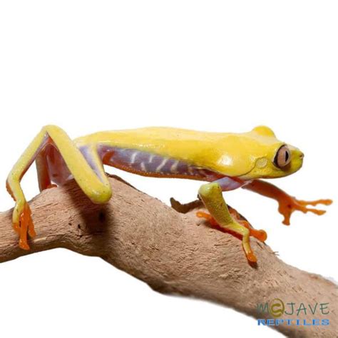 Lutino Red Eyed Tree Frogs For Sale Reptiles For Sale