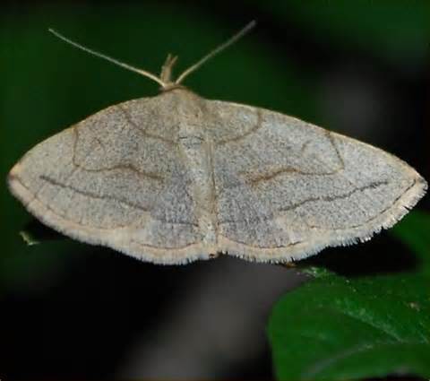 So Many Types Of Moths Zanclognatha Pedipilalis BugGuide Net