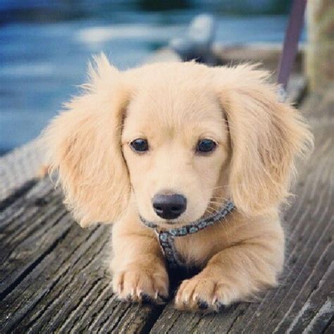 Aww Dachshund Mixed With Golden Retrieverhow On Earth Do You Mix