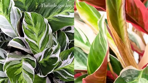 Calathea Stella Vs White Fusion Unveiling The Mesmerizing Beauty The