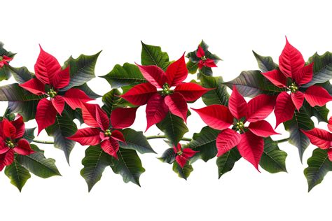 Seamless Tile of Christmas Poinsettias Border Isolated 48052438 PNG