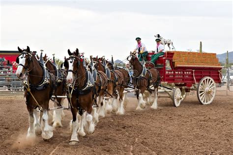 Budweiser Clydesdales editorial photo. Image of brown - 13249946