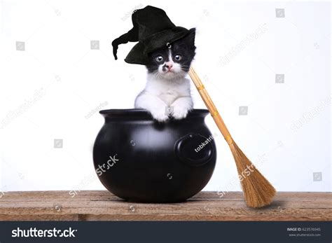 Cute Kitten Dressed Halloween Witch Hat Stock Photo 623576945 | Shutterstock