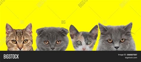 Cute Couple Four Cats Image And Photo Free Trial Bigstock