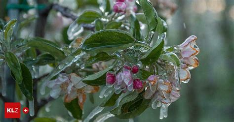 Kernobst Gef Hrdet Extremer Frost Obstbauern Bangen Um Ihre Fr Chte