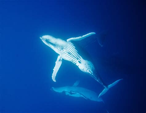 Behavior of Humpback whales - Ocean Conservation Research