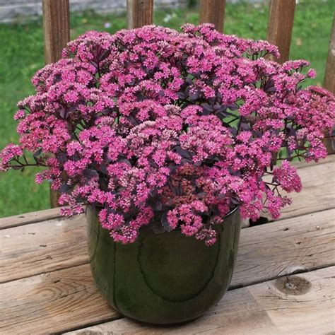 Sedum telephium Seduction Rosé Soirée