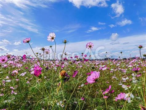 秋の風物詩 コスモス No 27724652｜写真素材なら「写真ac」無料（フリー）ダウンロードok