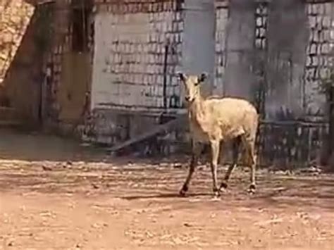 Nilgai Crossed The Border Of Madhav National Park And Came To The City माधव नेशनल पार्क की