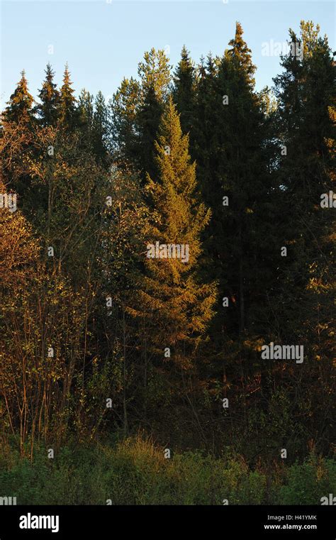 Landscape Clearing In Taiga Forest By Sunny Autumn Day Stock Photo