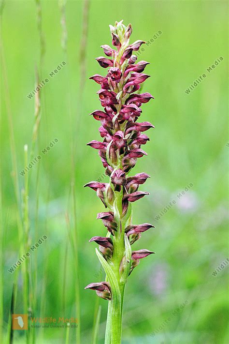 Wanzen Knabenkraut Bild Bestellen Naturbilder Bei Wildlife Media