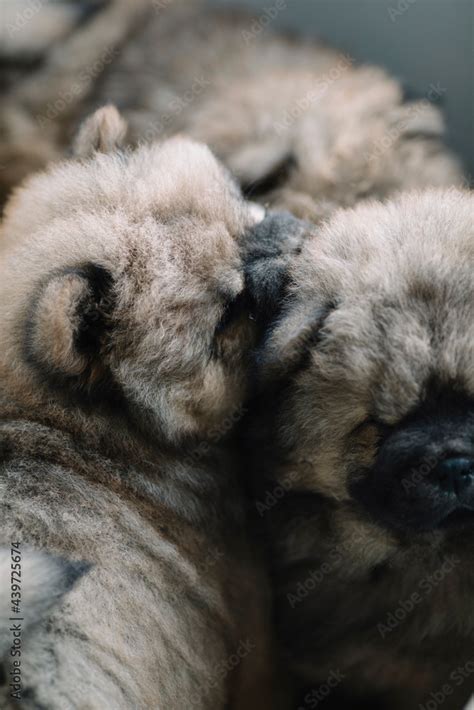 Chow chow adorable puppies Stock Photo | Adobe Stock