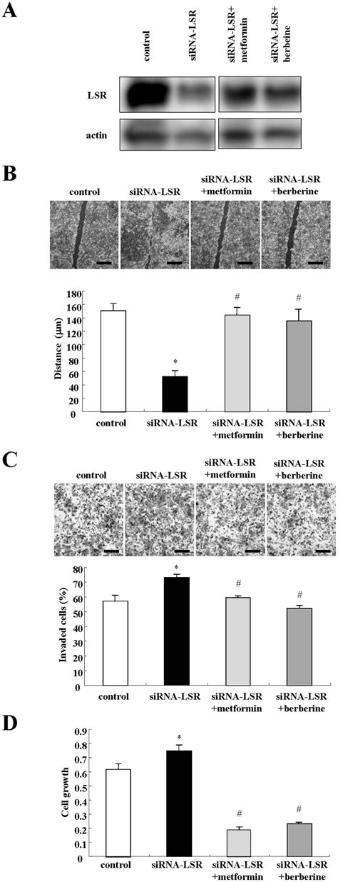 Metformin And Berberine Inhibit Cell Migration Invasion And