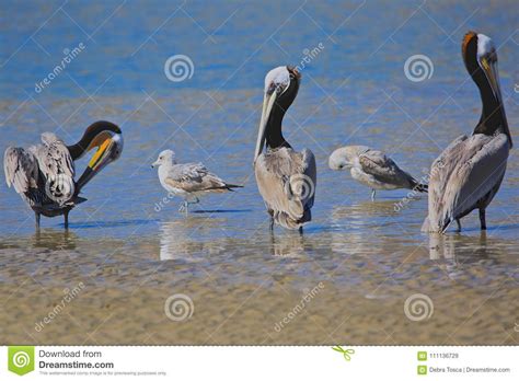 Pelicans And Seagulls Birds Stock Image Image Of Ocean Sunny 111136729