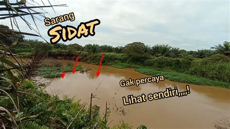 Mancing Sidat Di Spot Ini Seperti Gak Ada Habisnya Meskipun Sudah