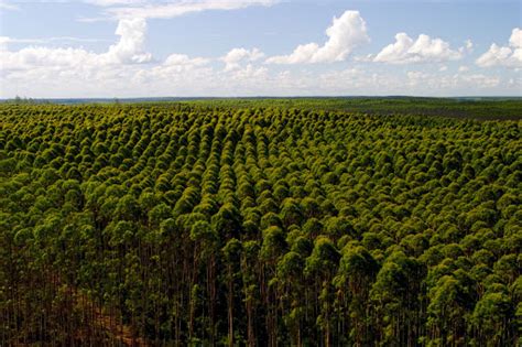 Plantio De Eucalipto Reflorestamento Florestal Casa Da Rvore