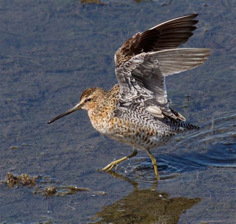 Short-billed Dowitcher | San Diego Bird Spot