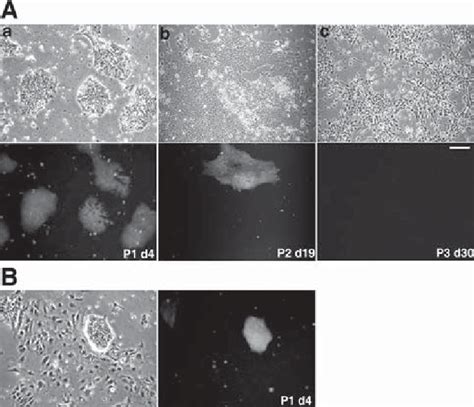 Oct4 GFP Expression In Oct4 GFP Clonal Cell Line T5 During Neural