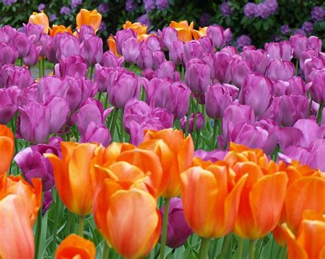 Lavender and Orange Tulips Photograph by Larry Krussel