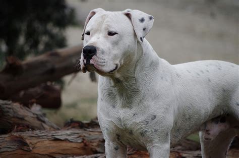 Dogo Argentino Dog Breeds Argentinian Dog Hairless Dog