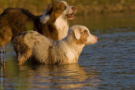 Australian shepherd, Australian shepherd dogs, Wolf dog