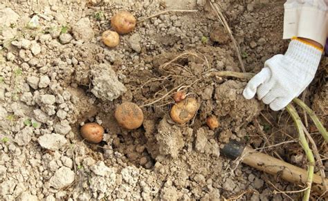 Potato Harvesting On A Farm Stock Photo Image Of Soil Fertilizer