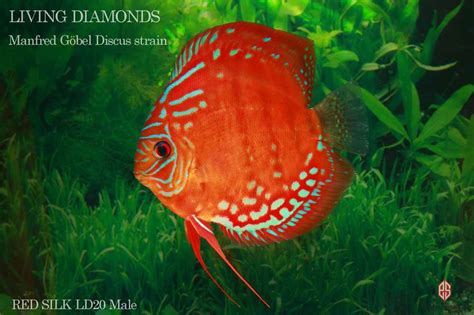 Lovely Discus Colour Cichlid Lover