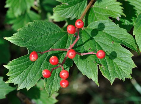 Homeopathic Harmony - Herb of the week: Vibernum opulus (Cramp bark
