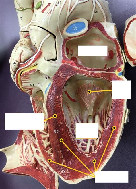 A&P 2: L heart chambers Diagram | Quizlet