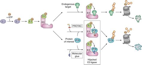 Review Of Targeted Protein Degradation Tpd Technology