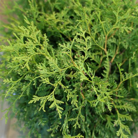 Thuja Occidentalis Globosa Tuia Globular Pominova Cluj Napoca