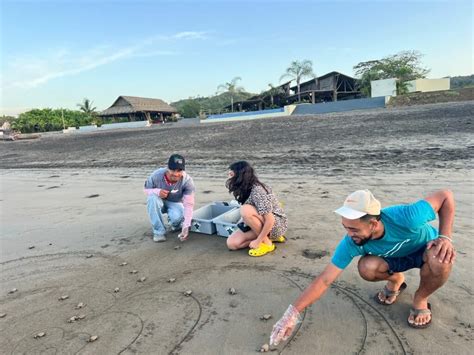 Save The Turtles Protects The Olive Ridley Sea Turtle In Playa Venao