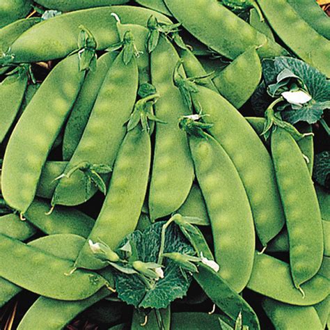 Pisum Sativum Snowpea Oregon Sugar Pod X Seeds Ole Lantana S Seed