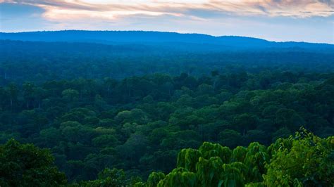 Forêts Protéger Le Poumon Vert De La Planète Wwf France