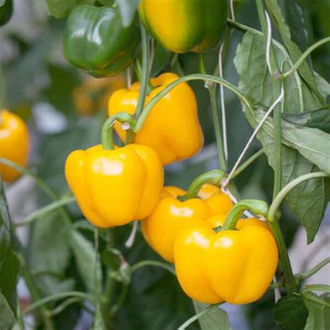 Sweet Pepper Campor Grafted The Veggie Gardener