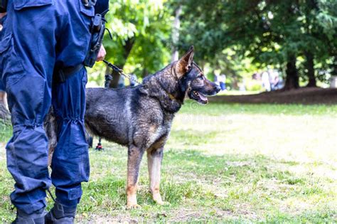 Police Officer in Uniform on Duty with a K9 Canine German Shepherd ...