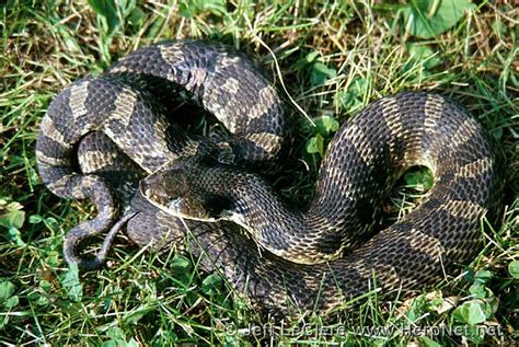 Eastern Hog-nosed Snake (Heterodon platirhinos) – Amphibians and Reptiles of Iowa