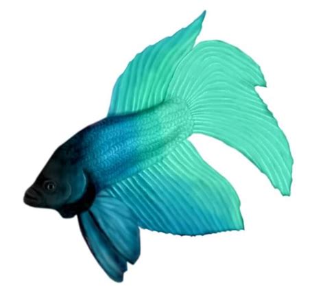 5+ Betta Fish Clip Art - Preview : Cartoon Betta Fis | HDClipartAll